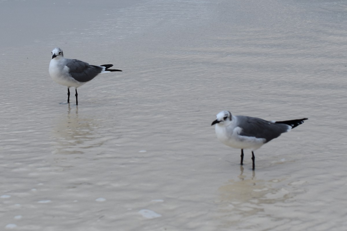 Laughing Gull - ML278426361