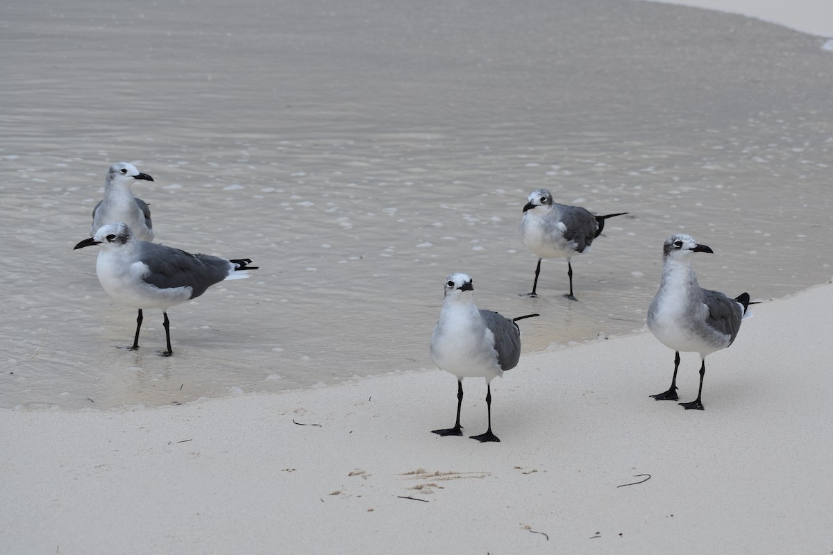 Laughing Gull - ML278426411