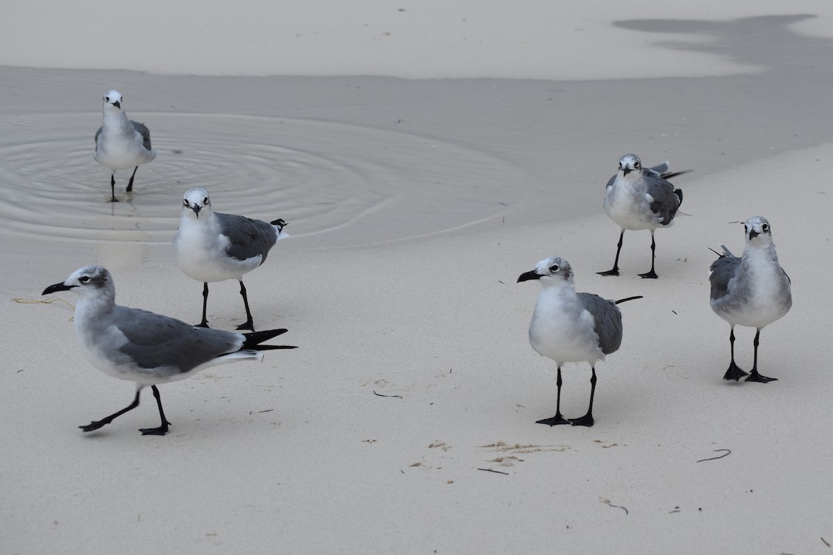 Laughing Gull - ML278426431