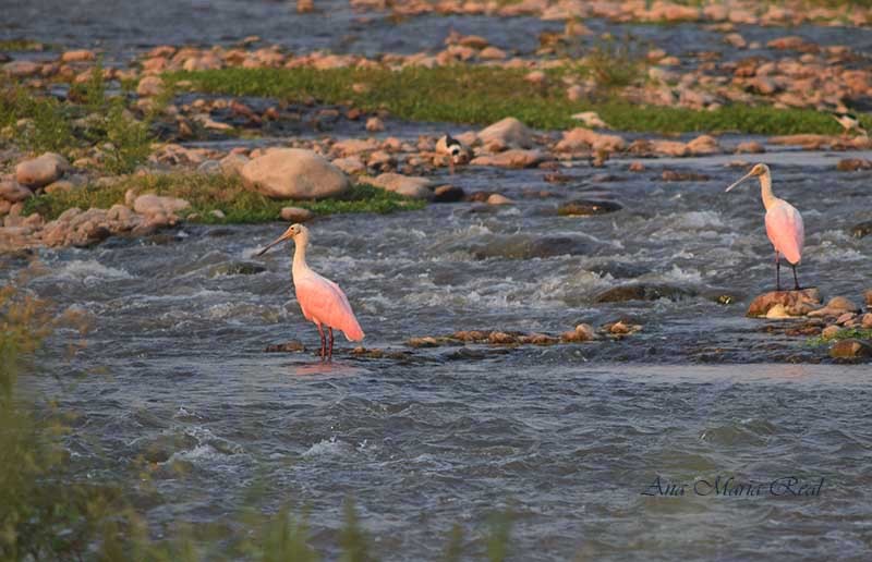 Roseate Spoonbill - ML278426521