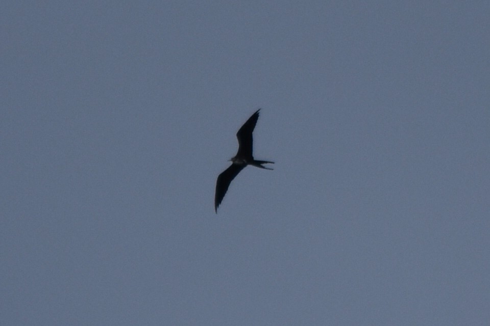 Magnificent Frigatebird - ML278426591