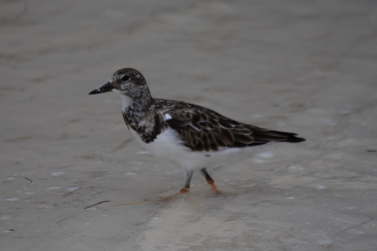 Ruddy Turnstone - ML278427391