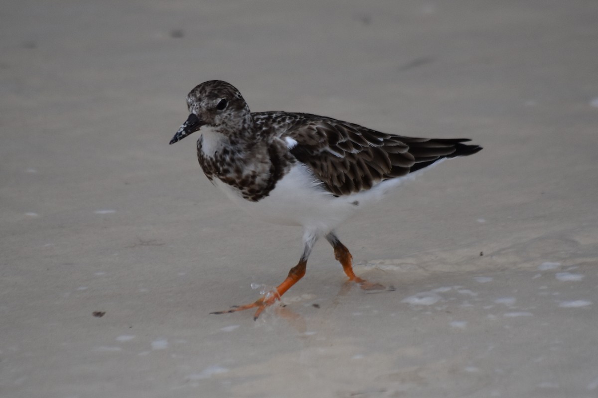Ruddy Turnstone - ML278427411