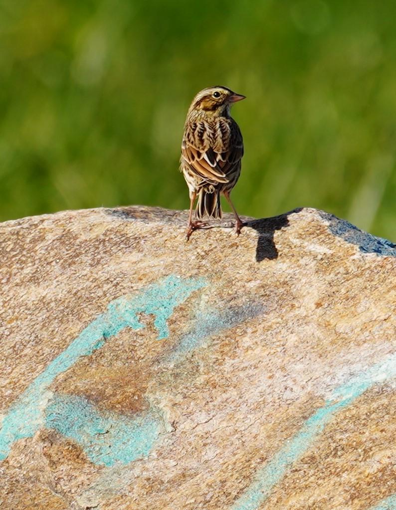 Savannah Sparrow - Yelena A Christian S