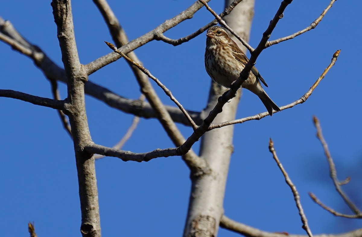 Purple Finch - ML278428641