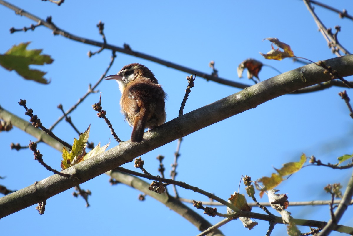 Carolina Wren - ML278429411