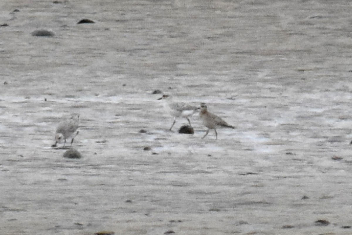 American Golden-Plover - Chantale Vincelette