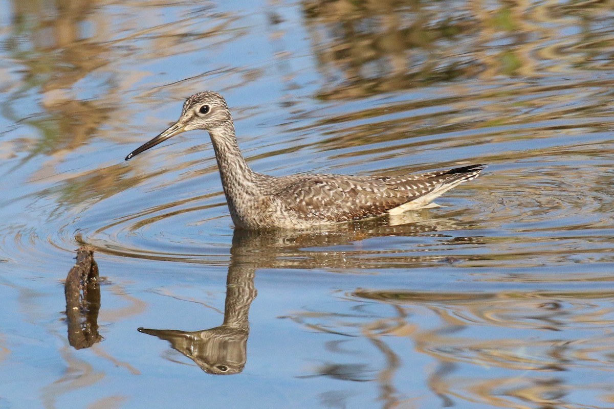 Greater Yellowlegs - ML278431701