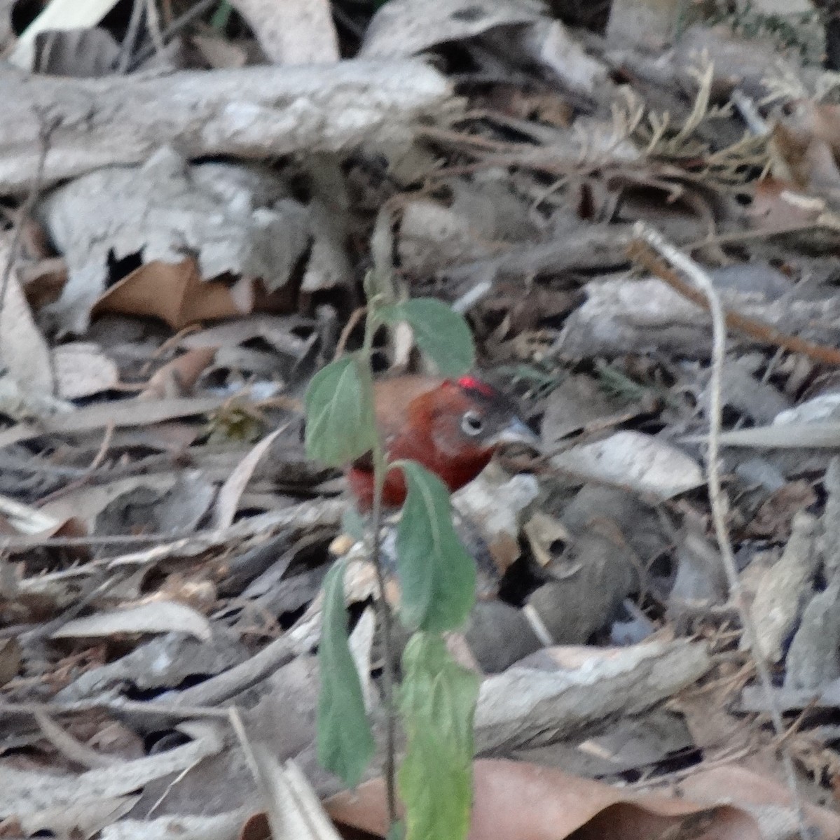 Red-crested Finch - ML278432481