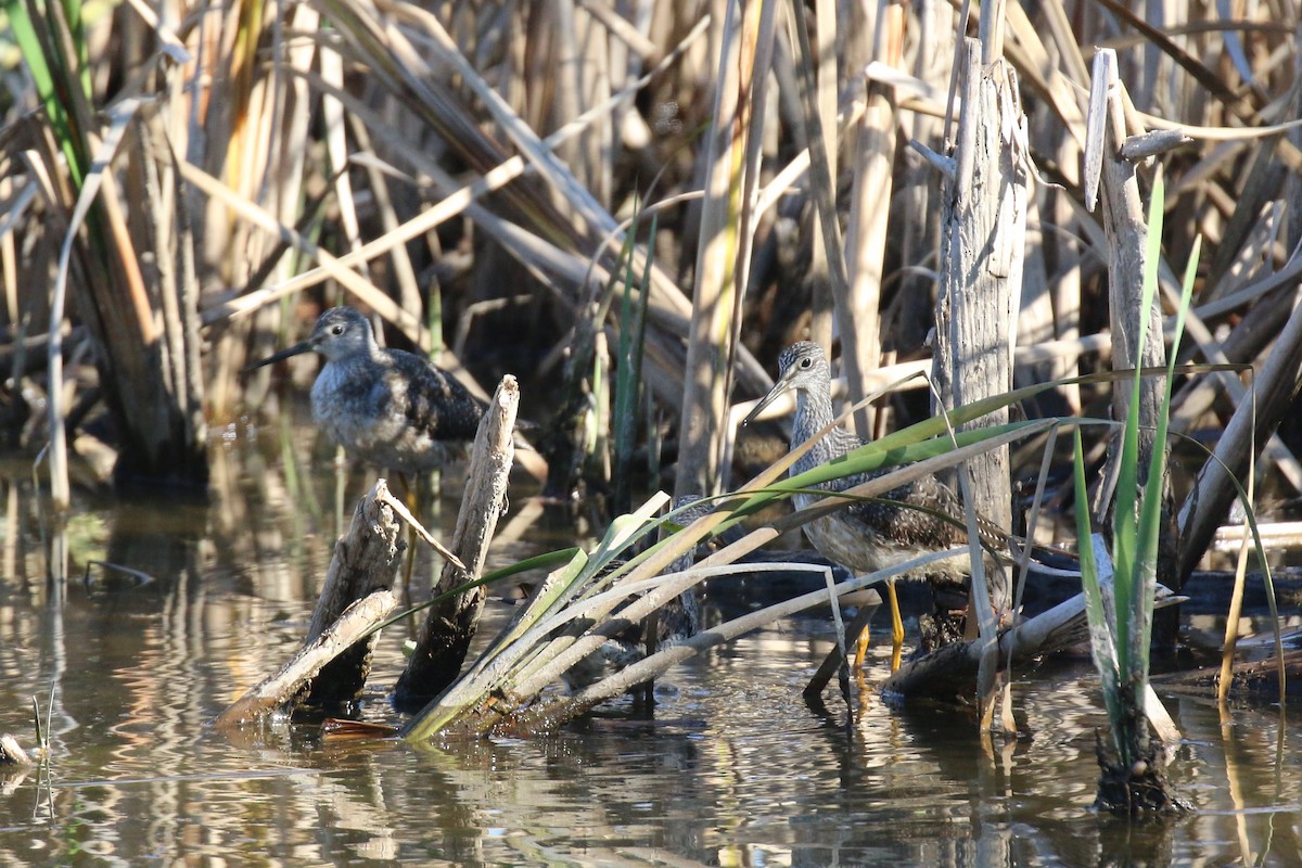 Greater Yellowlegs - ML278433351