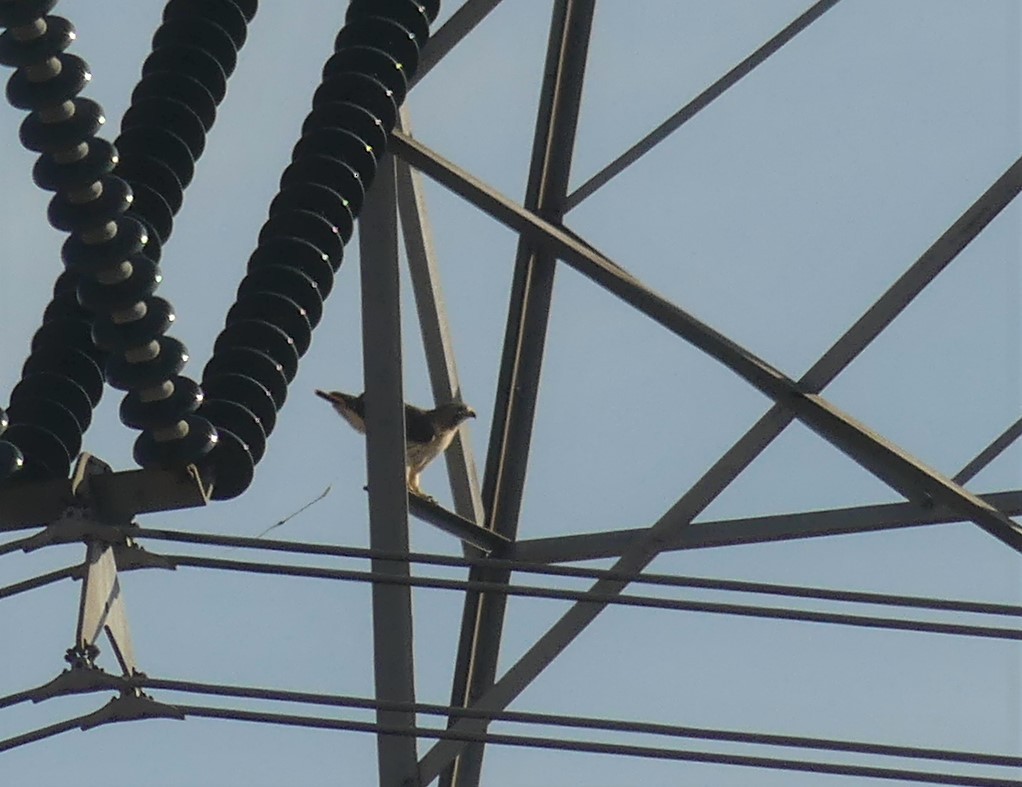 Red-tailed Hawk - Alain Sylvain