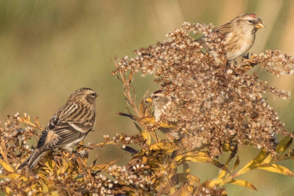 Redpoll (Common) - josh Ketry