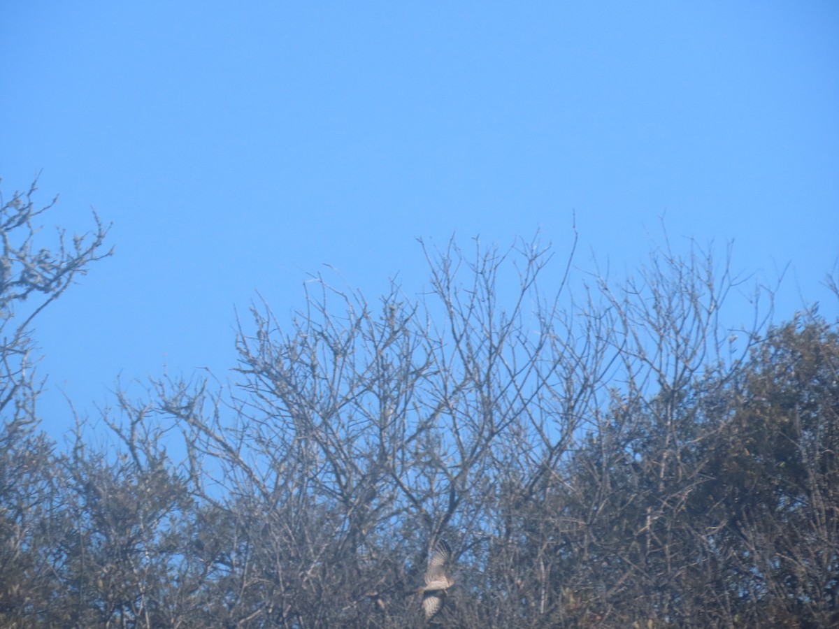 Sharp-shinned Hawk - Long-eared Owl