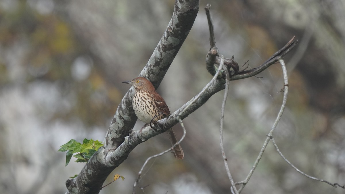 Brown Thrasher - ML278439431