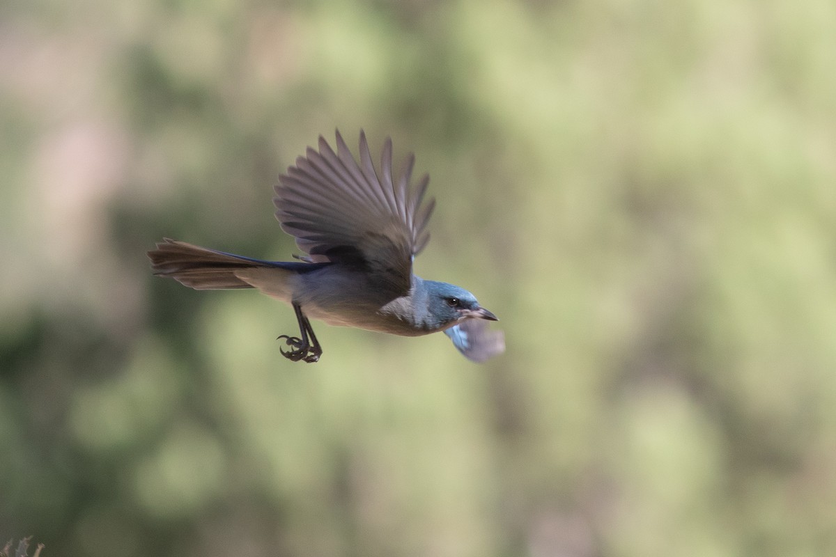 Mexican Jay - ML278441191