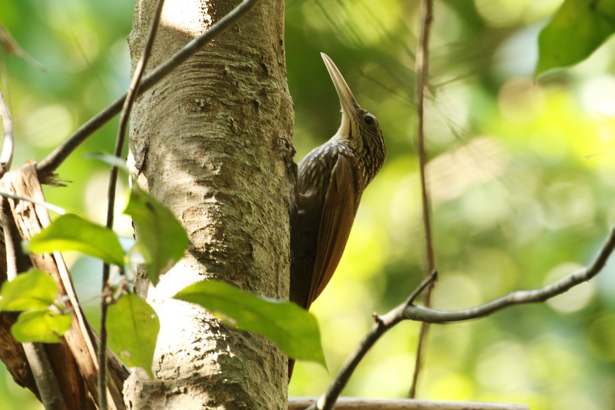 Ivory-billed Woodcreeper - ML27844171