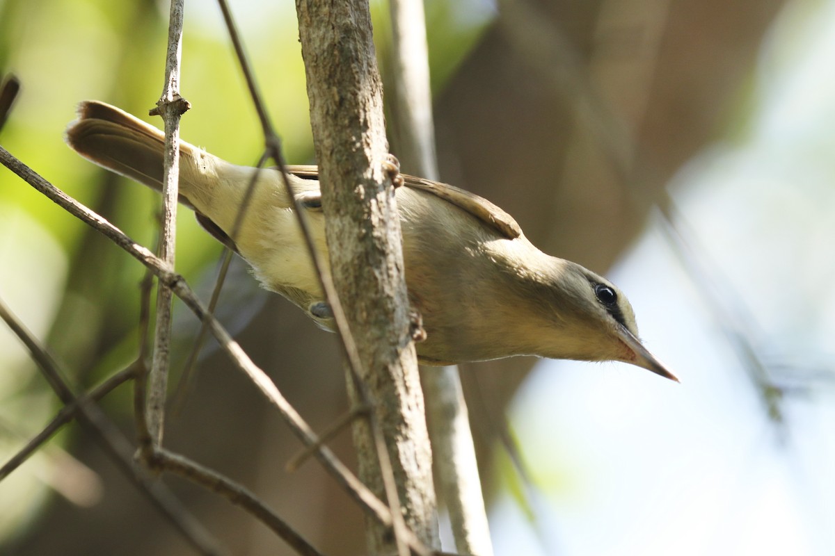 Yucatan Vireo - ML27844211