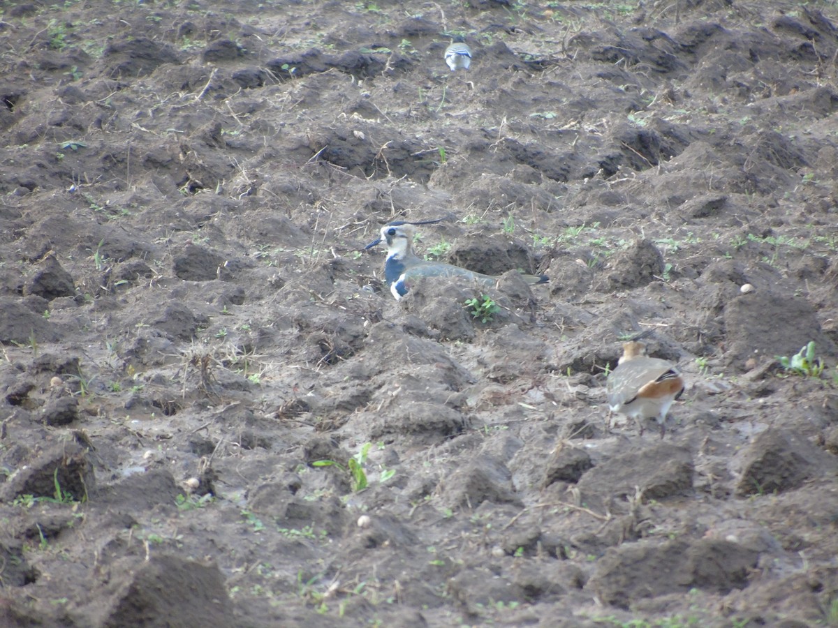 Northern Lapwing - ML278442161