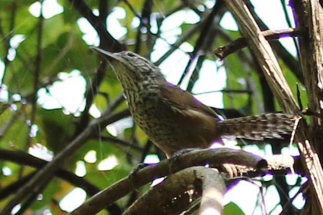 Spot-breasted Wren - ML27844231