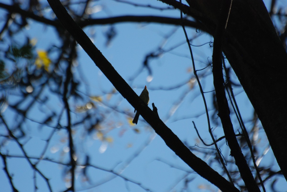 Western Flycatcher (Pacific-slope) - ML278442401