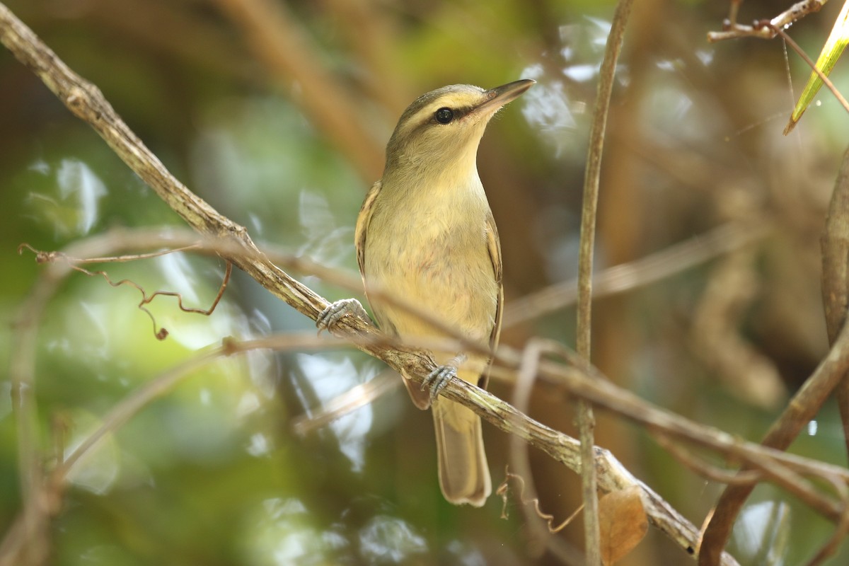 Yucatan Vireo - ML27844251