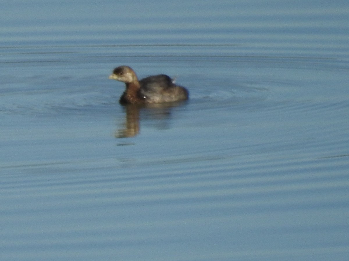 Pied-billed Grebe - ML278442531