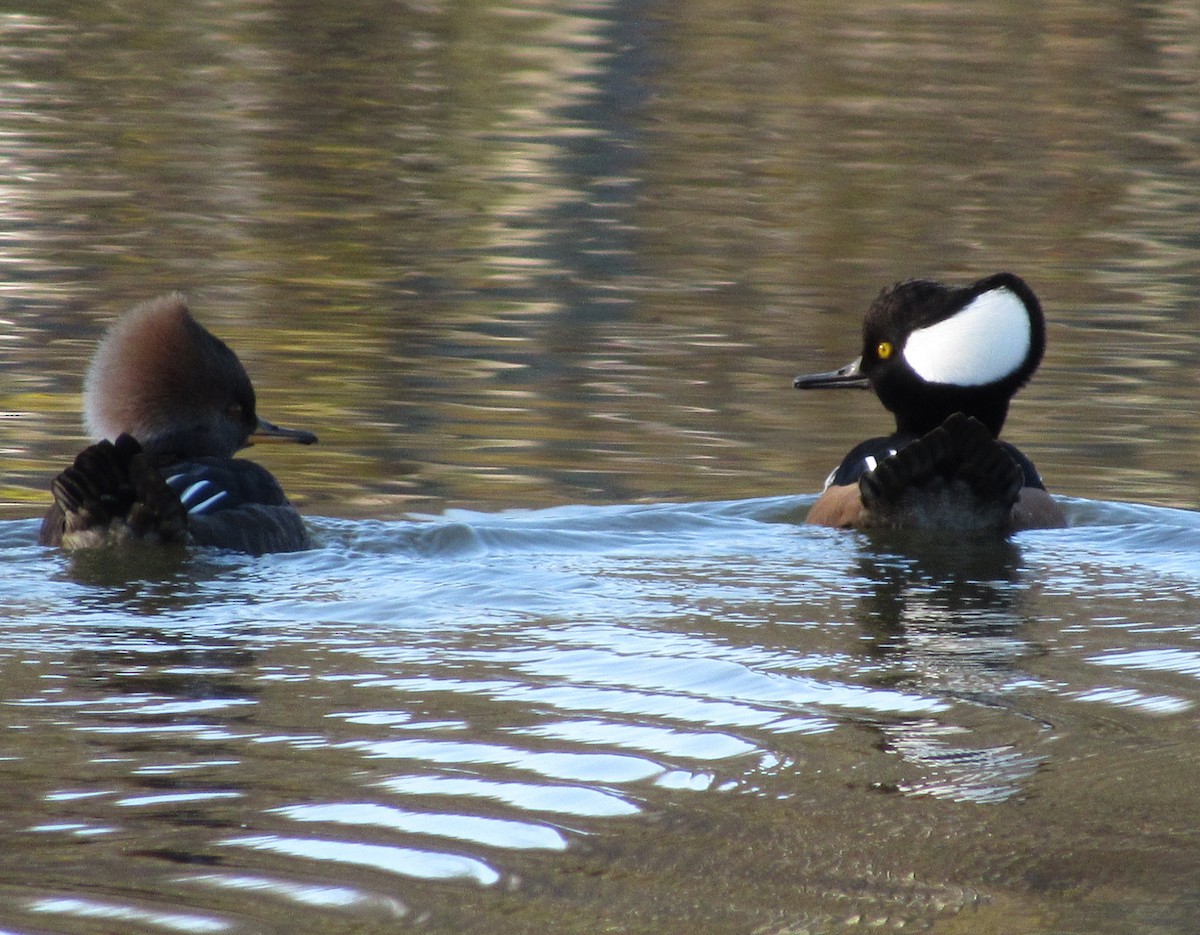 Hooded Merganser - ML278442751