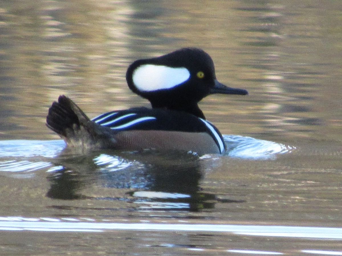 Hooded Merganser - ML278443041