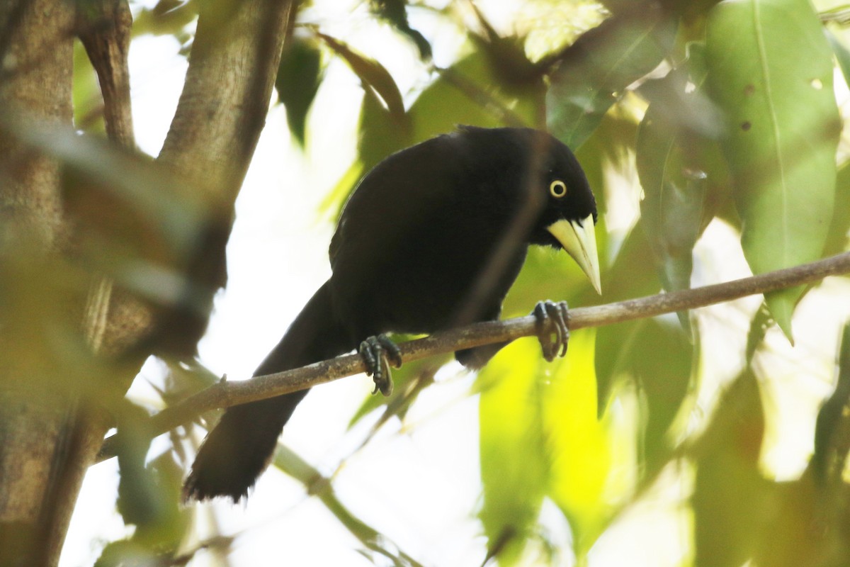 Yellow-billed Cacique - ML27844321