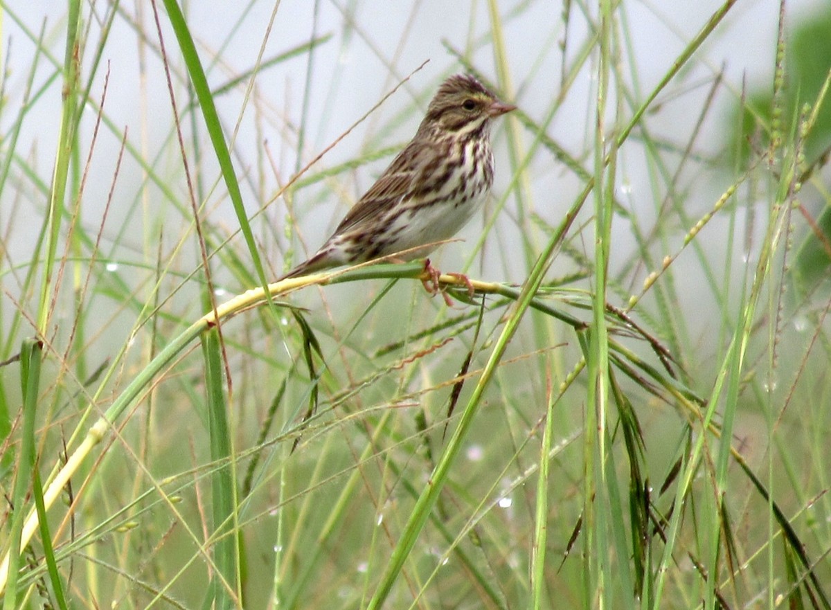 Savannah Sparrow - ML278443241