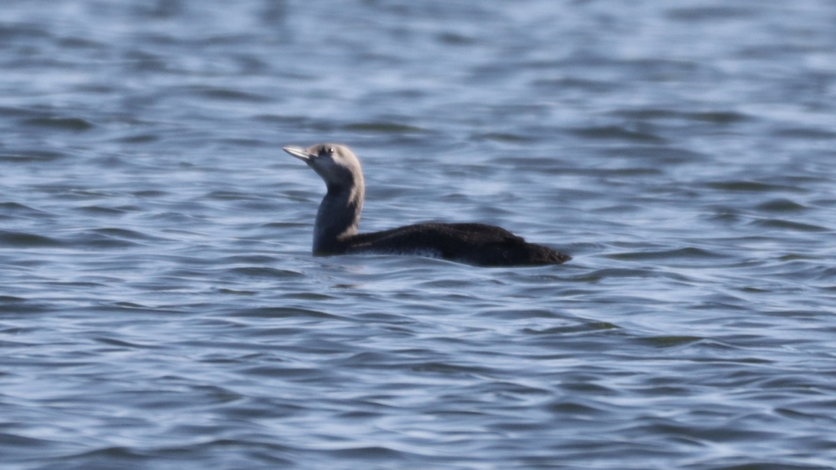 Red-throated Loon - Bez Bezuidenhout