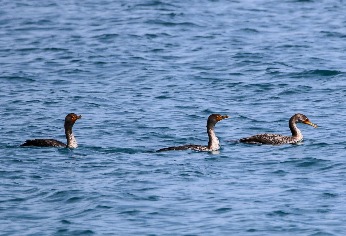 Double-crested Cormorant - W Derek Gibbons