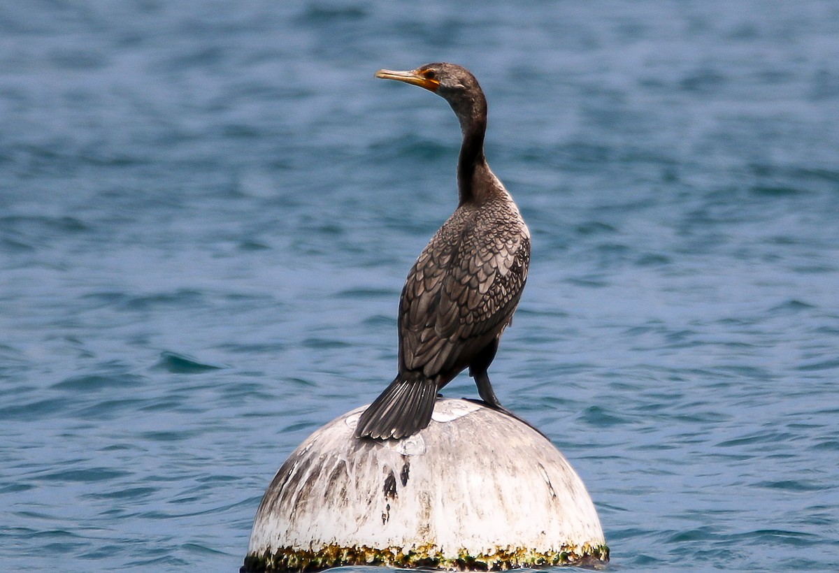 Double-crested Cormorant - W Derek Gibbons