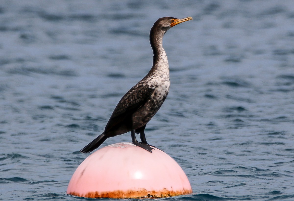 Double-crested Cormorant - ML27844761