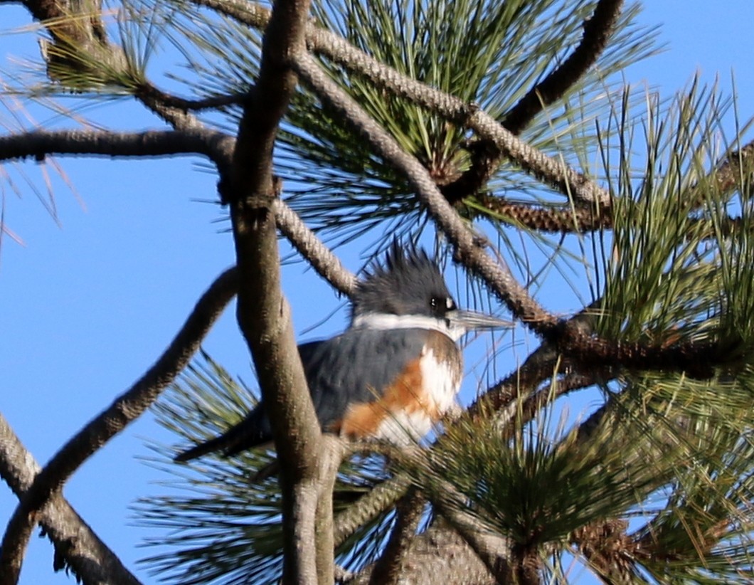 Belted Kingfisher - ML278450281