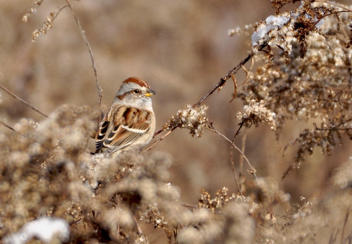 American Tree Sparrow - ML278452381