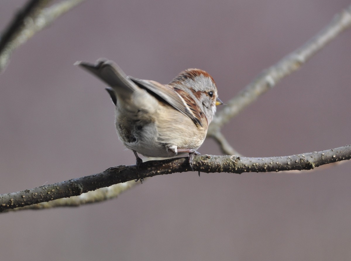 American Tree Sparrow - ML278452401
