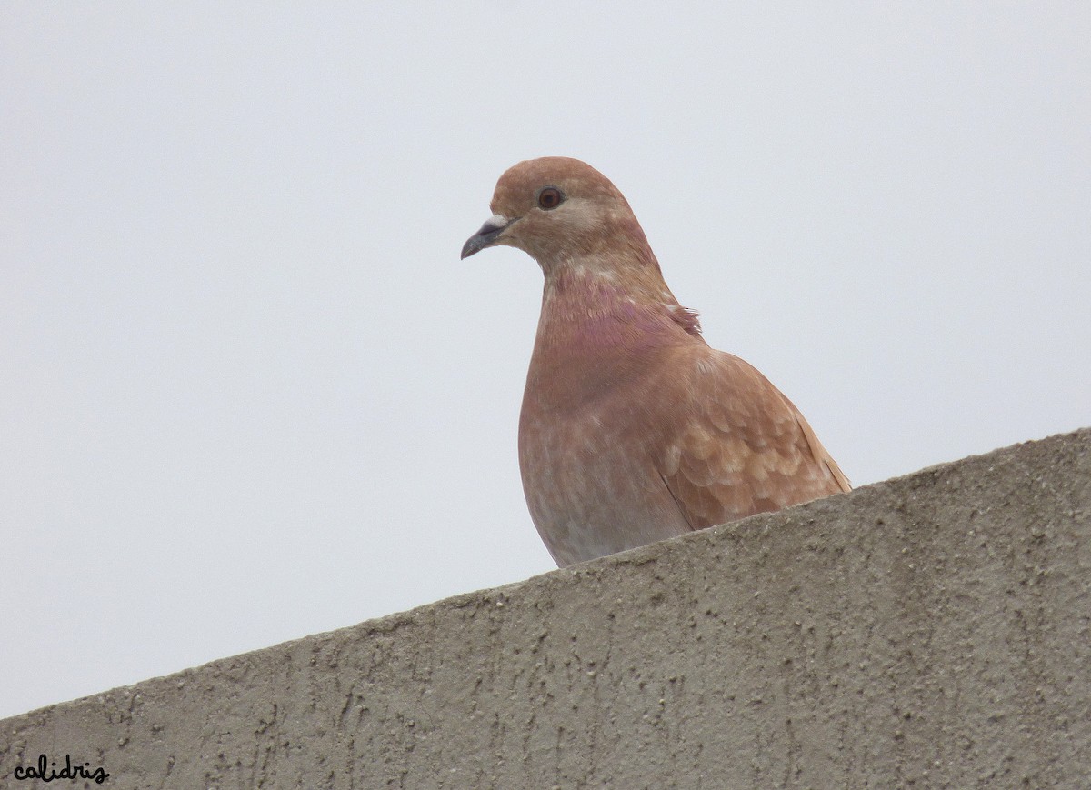 Rock Pigeon (Feral Pigeon) - ML278456101