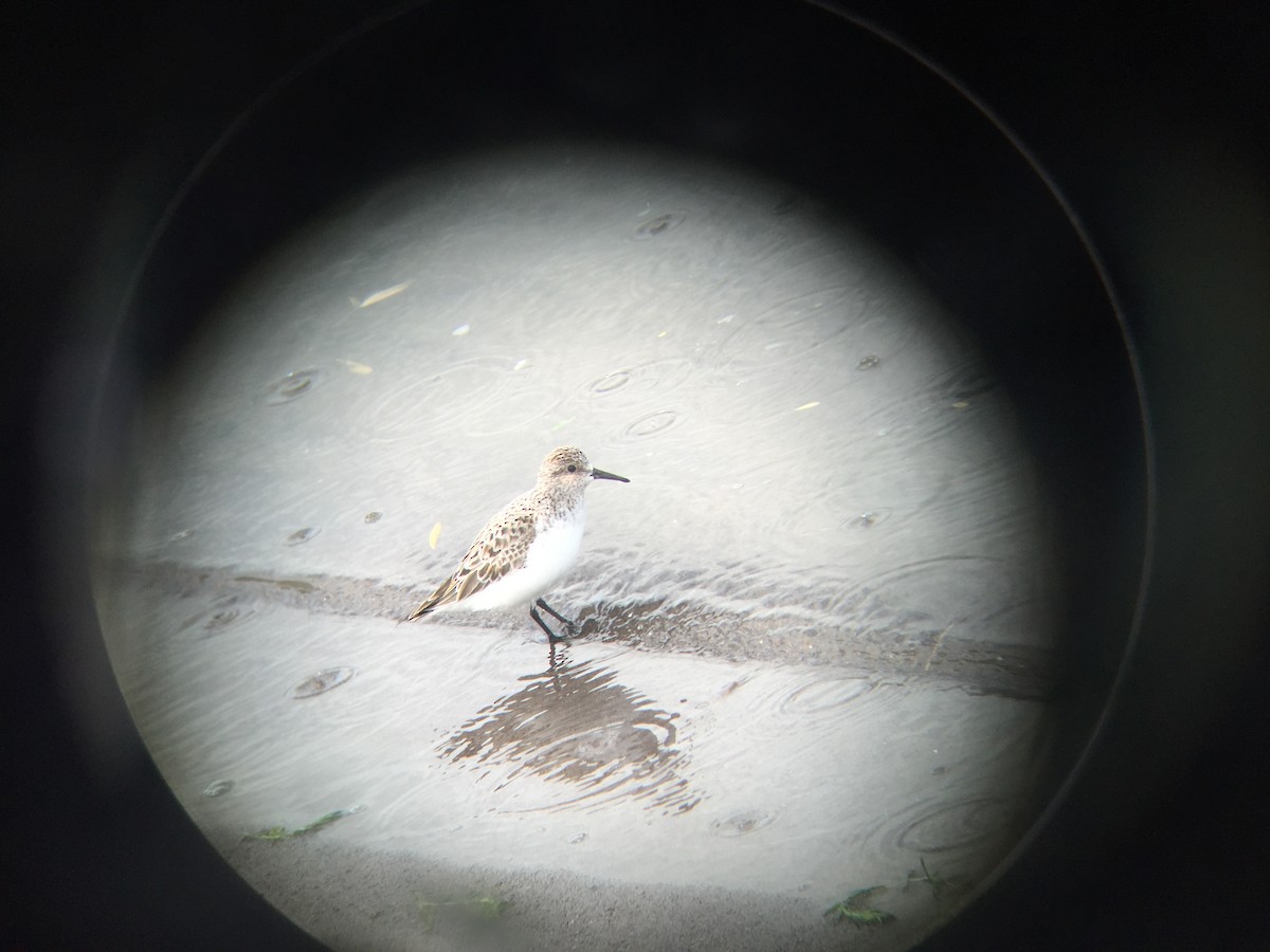 Bécasseau sanderling - ML27845841