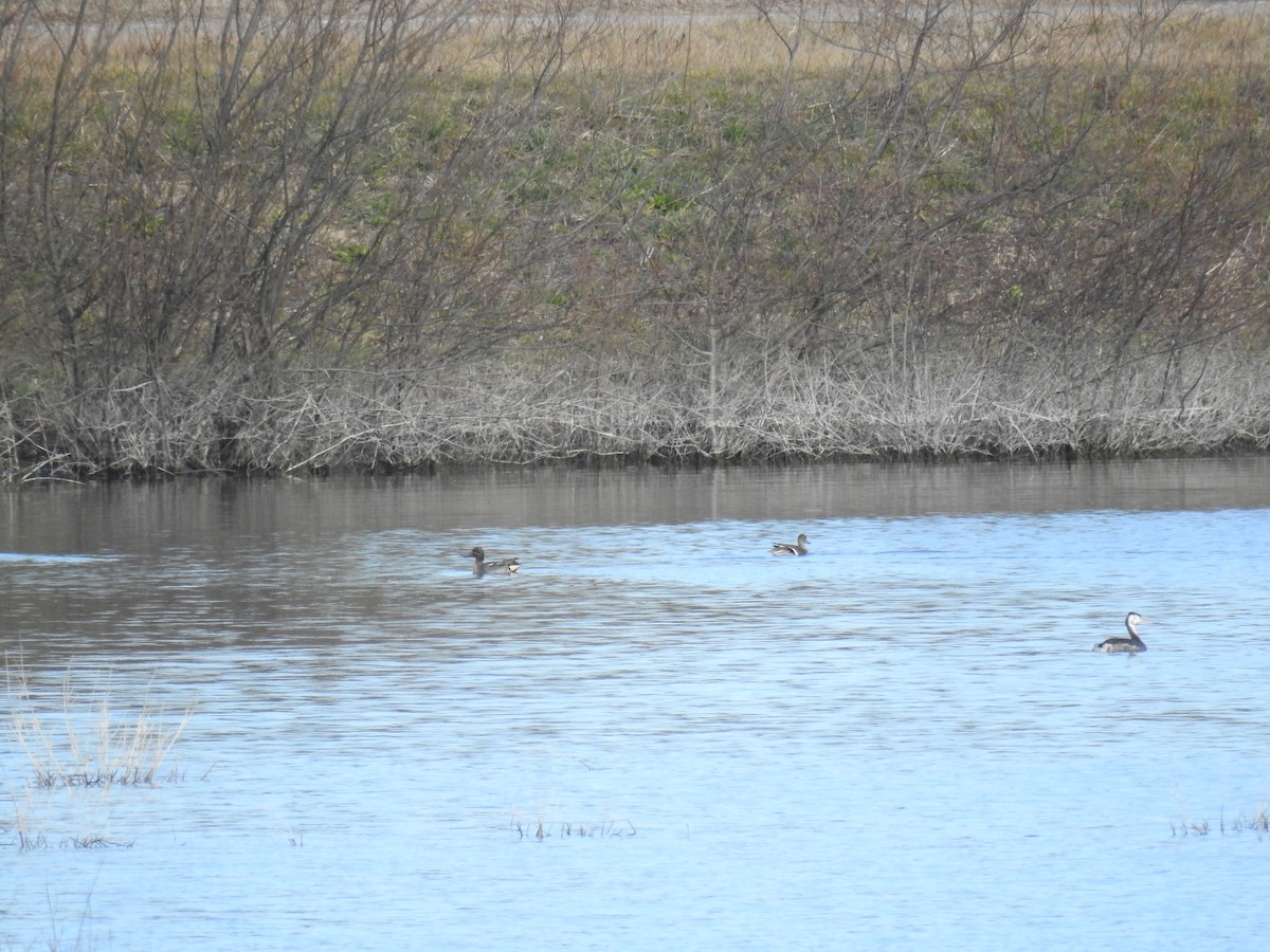 Green-winged Teal - ML278458601