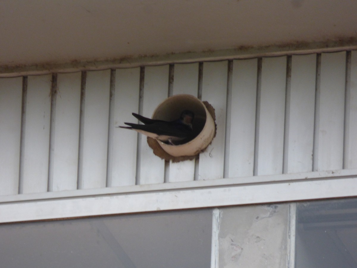 Gray-breasted Martin - ML278458961