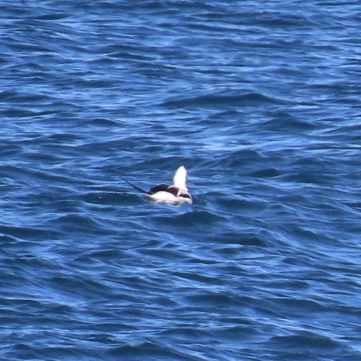 Long-tailed Duck - Laurel Smith