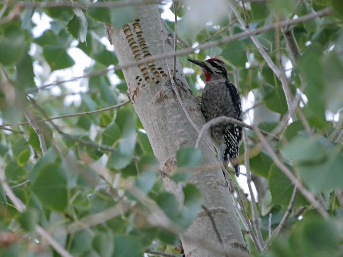 Red-naped Sapsucker - ML278459601