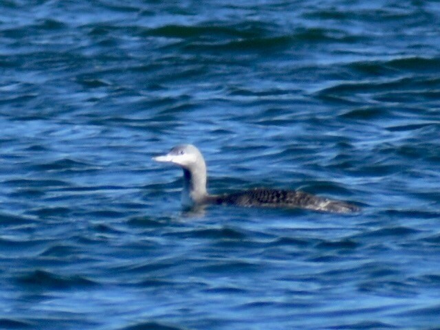 Red-throated Loon - Sondra Bland