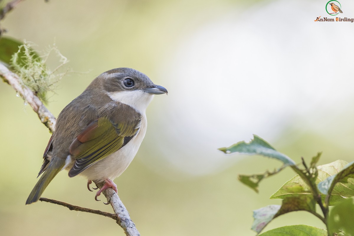 White-browed Shrike-Babbler (Dalat) - ML278460951