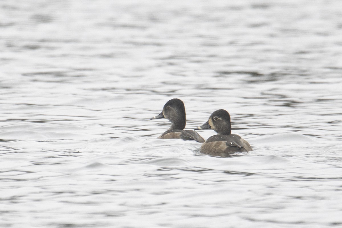 Ring-necked Duck - ML278462311
