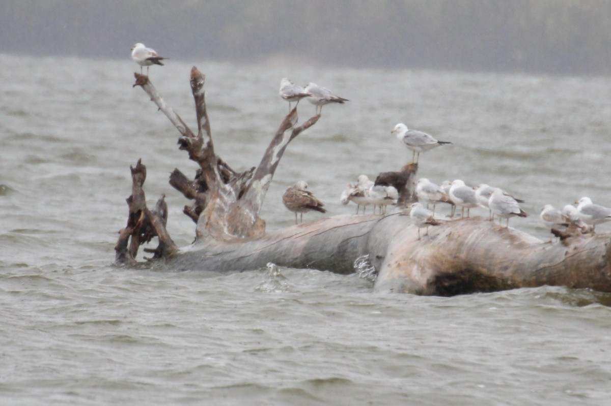 Lesser Black-backed Gull - ML27846291