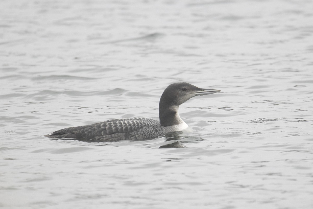 Common Loon - ML278463161