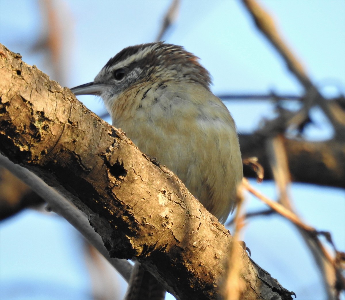 Carolina Wren - Bruce Hoover