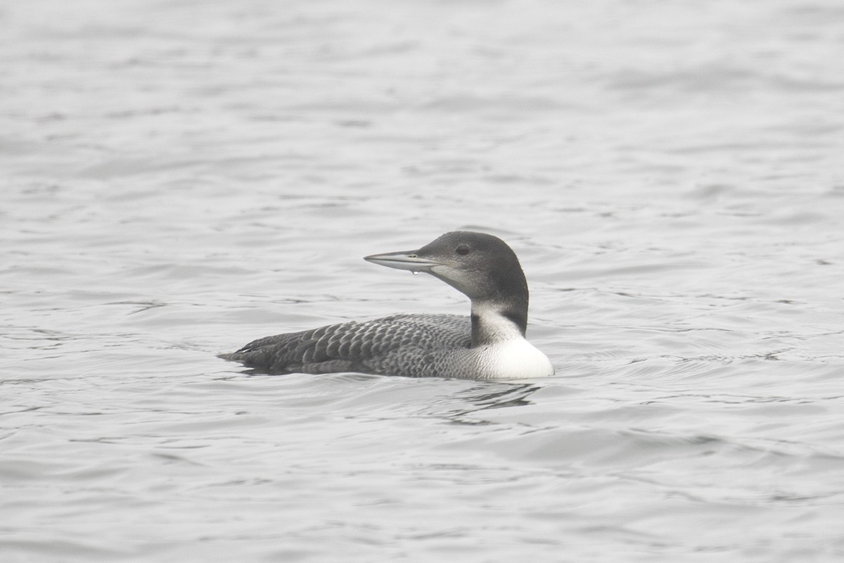 Common Loon - ML278463331